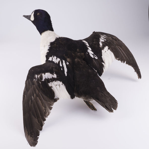 Vintage Flying Duck Taxidermy Wall Mount